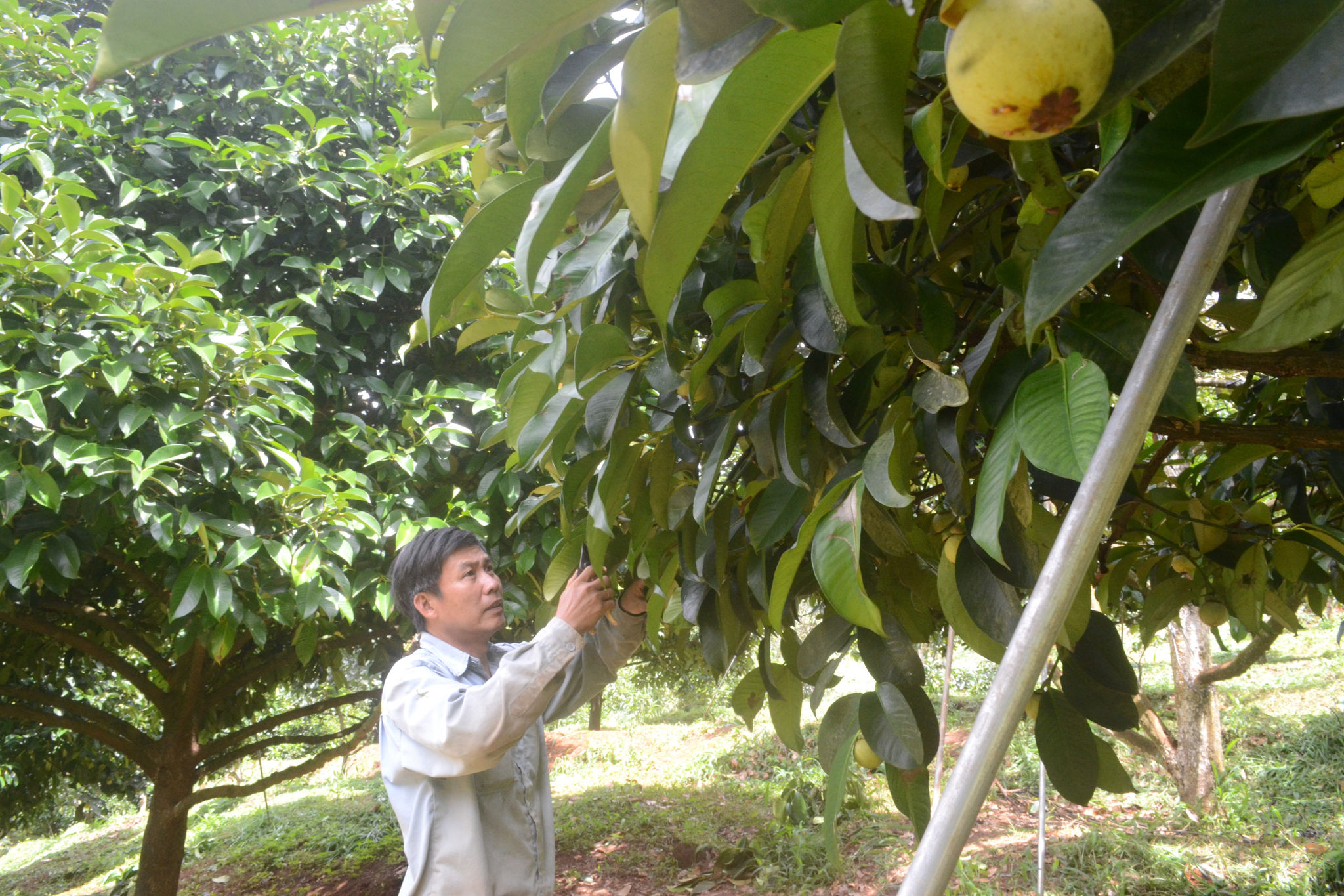 Lâm Đồng: Cơ hội mở rộng đầu ra cho nông sản Lâm Đồng: Cơ hội mở rộng đầu ra cho nông sản