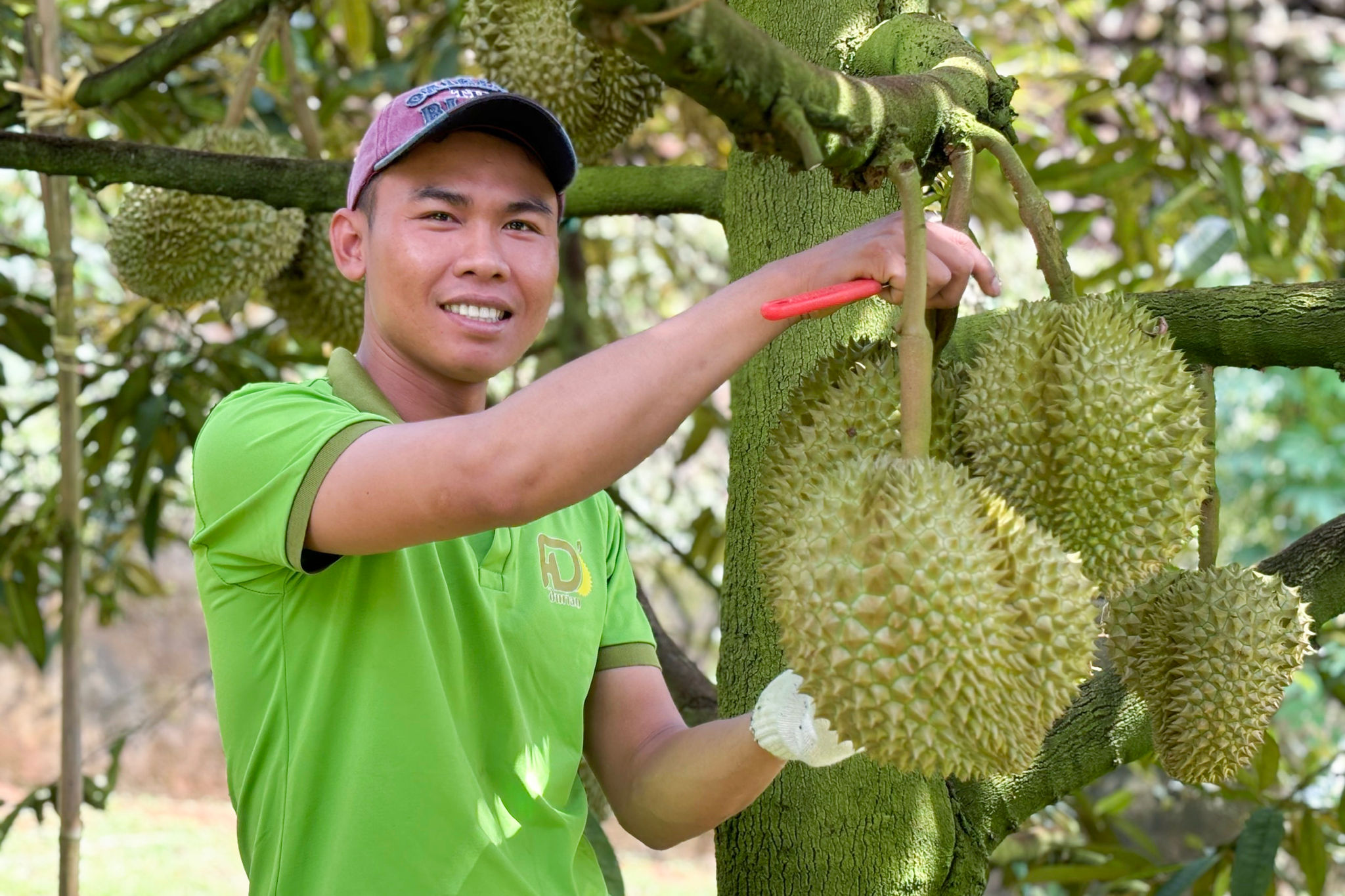 Nông dân Lâm Ðồng hướng tới nền nông nghiệp xanh, bền vững