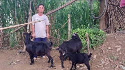 Tuyên Quang: Đổi thay từ những mô hình sinh kế