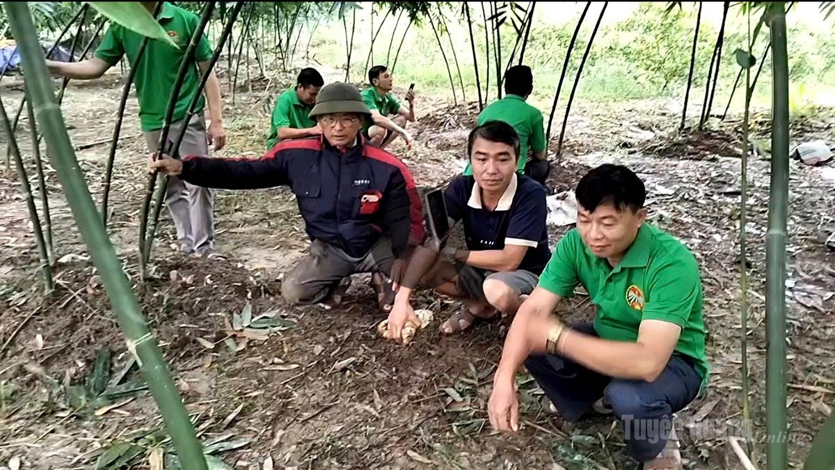 Tuyên Quang: Hiệu quả trồng măng Lục Trúc ở Phù Lưu