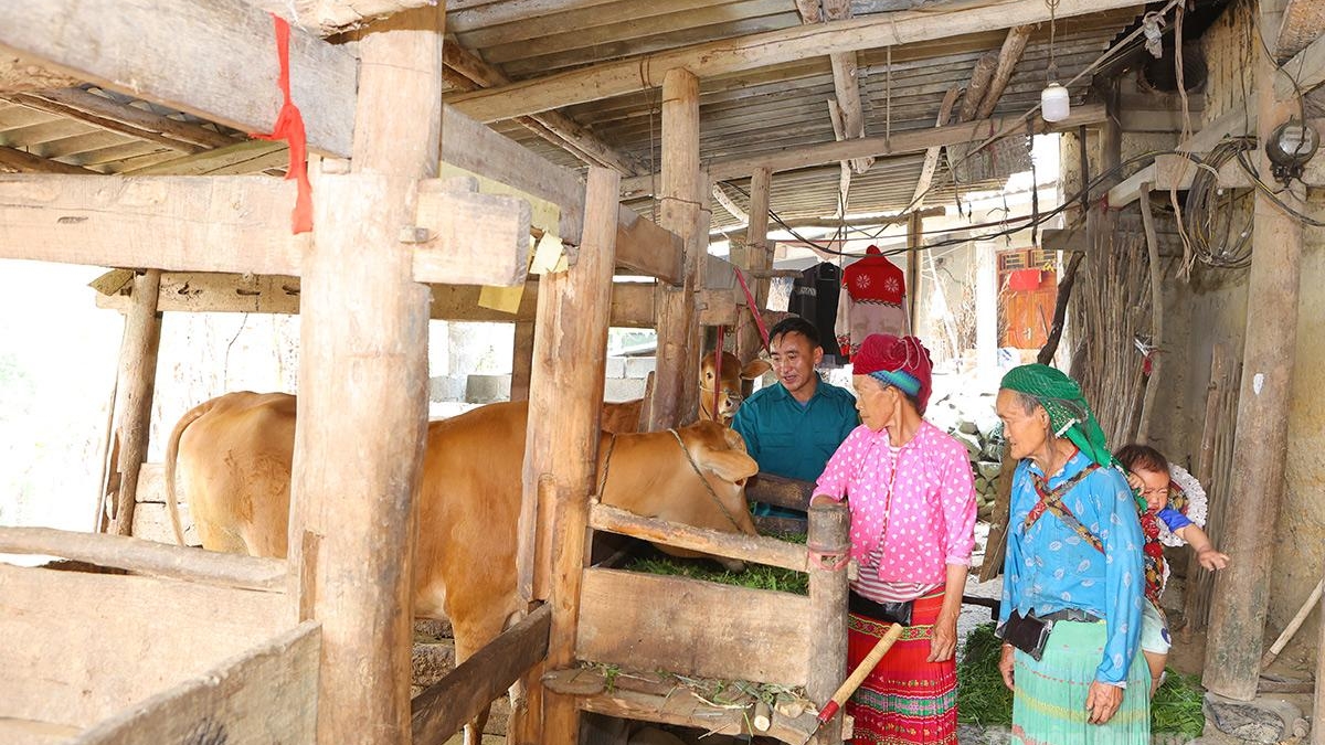 Tuyên Quang: Chuyển đổi cây trồng, vật nuôi ở Thắng Mố