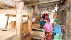 Tuyên Quang: Chuyển đổi cây trồng, vật nuôi ở Thắng Mố