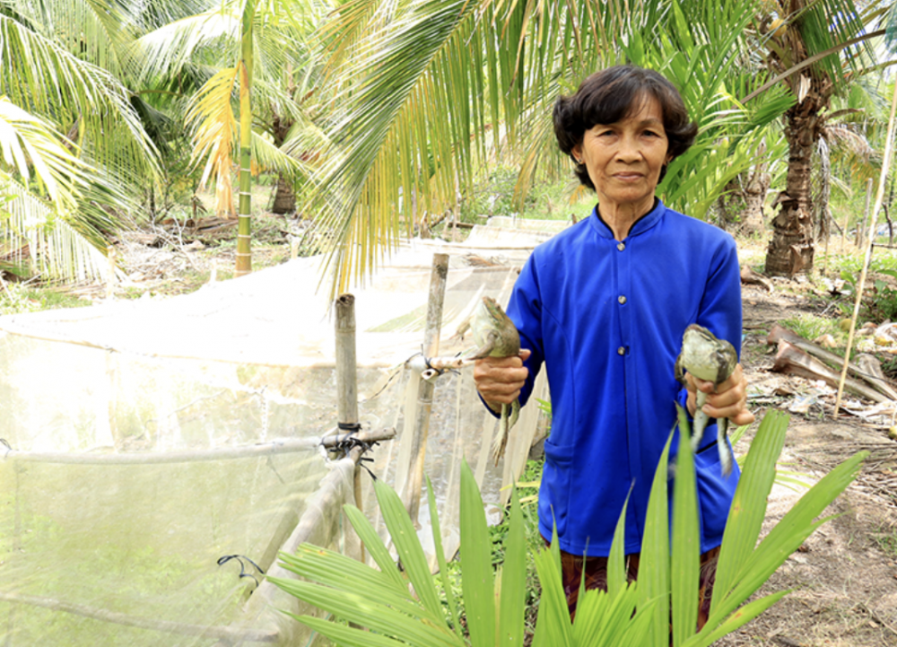 Cần Thơ: Nâng cao thu nhập từ mô hình nuôi ếch Thái thương phẩm