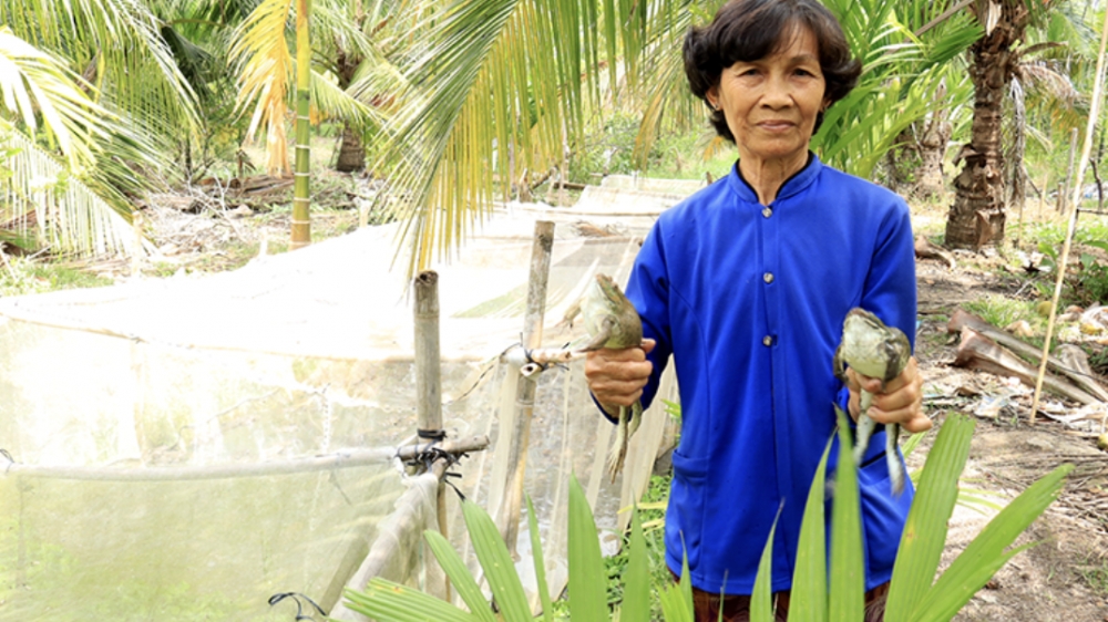 Cần Thơ: Nâng cao thu nhập từ mô hình nuôi ếch Thái thương phẩm