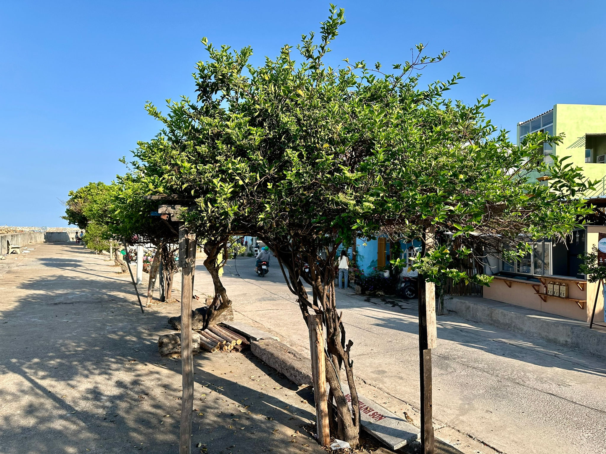 Lâm Đồng: Cây cách và sức sống nơi đảo ngọc Phú Quý