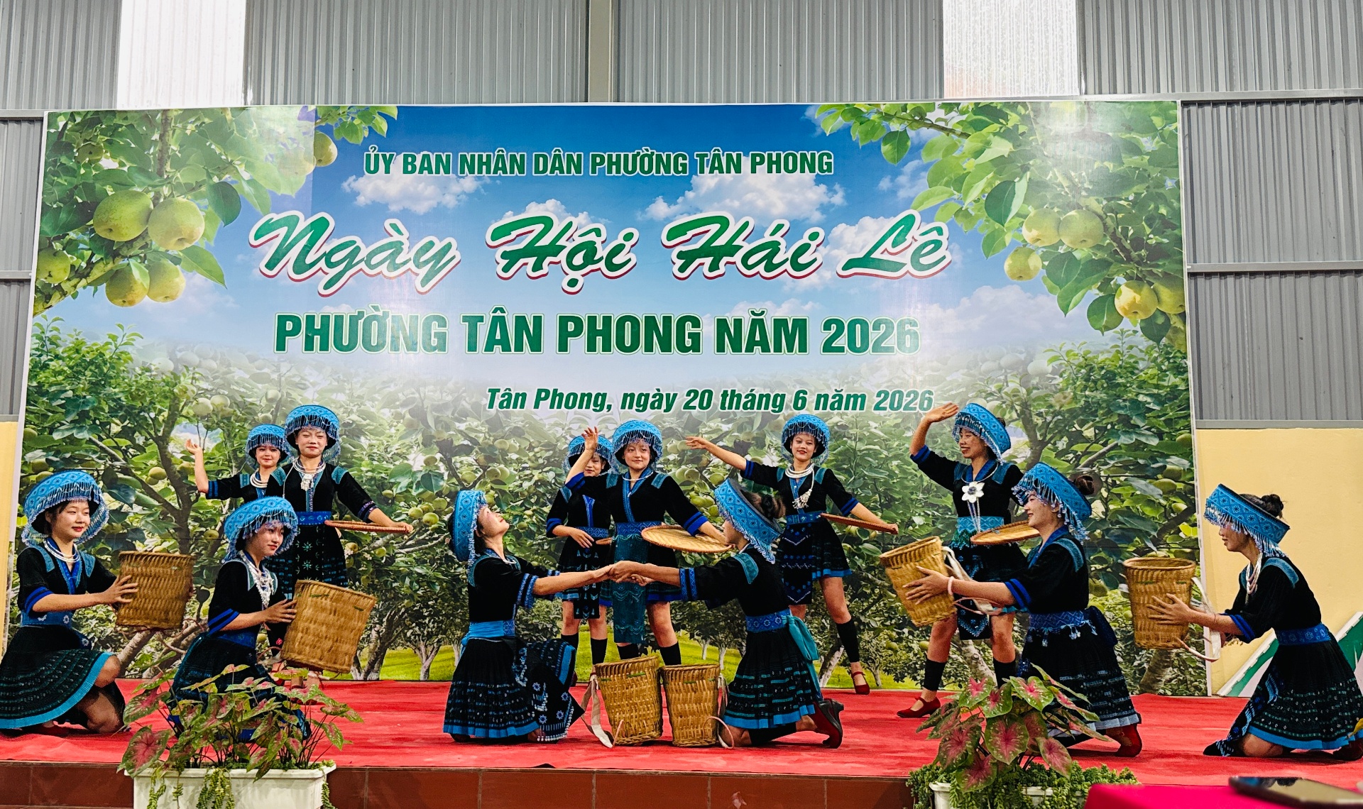 Lai Châu: Ngày hội hái Lê phường Tân Phong năm 2026