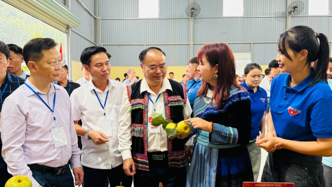 Lai Châu: Ngày hội hái Lê phường Tân Phong năm 2026