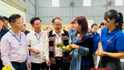 Lai Châu: Ngày hội hái Lê phường Tân Phong năm 2026