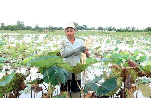 Cần Thơ: Trồng sen lấy ngó dưới ruộng lúa cho thu nhập tốt
