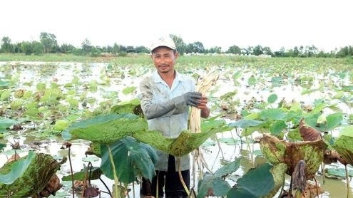 Cần Thơ: Trồng sen lấy ngó dưới ruộng lúa cho thu nhập tốt