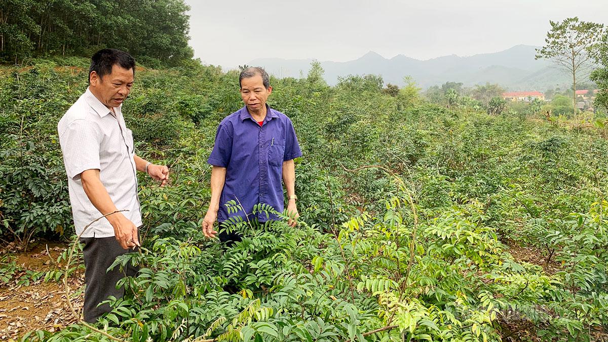 Tuyên Quang: Bảo đảm đầu ra bền vững cho nông sản
