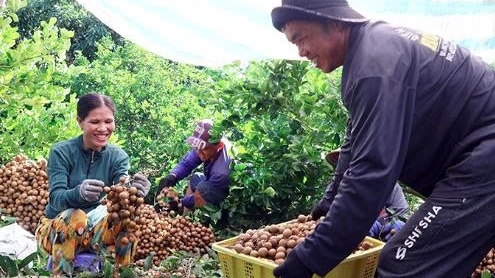 Cần Thơ: Nhà vườn linh hoạt trước biến động thị trường