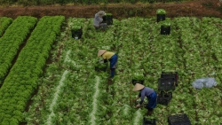 Nông sản Lâm Đồng chinh phục thị trường Thái Lan