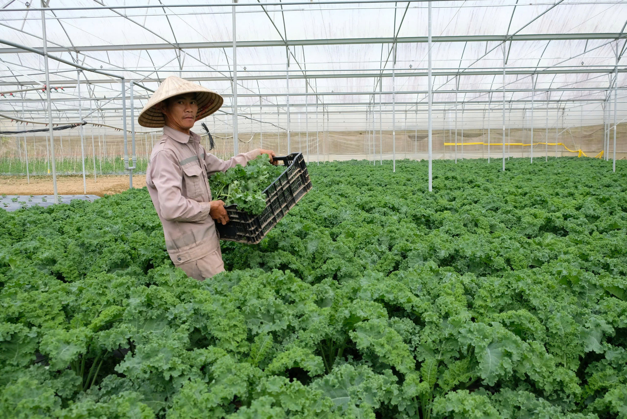 Nông sản Lâm Đồng chinh phục thị trường Thái Lan