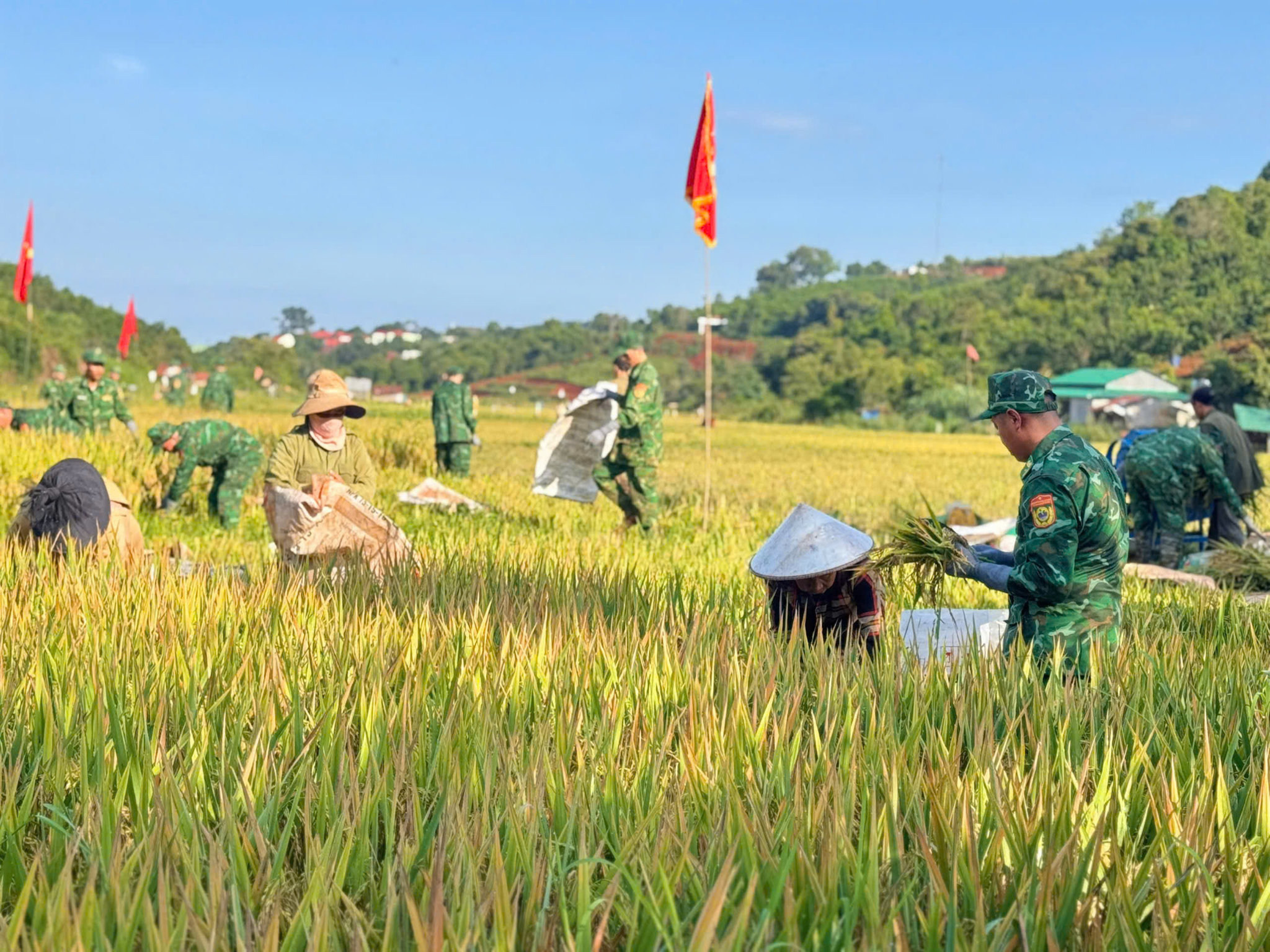 Lâm Đồng: Những mùa vàng nơi biên giới
