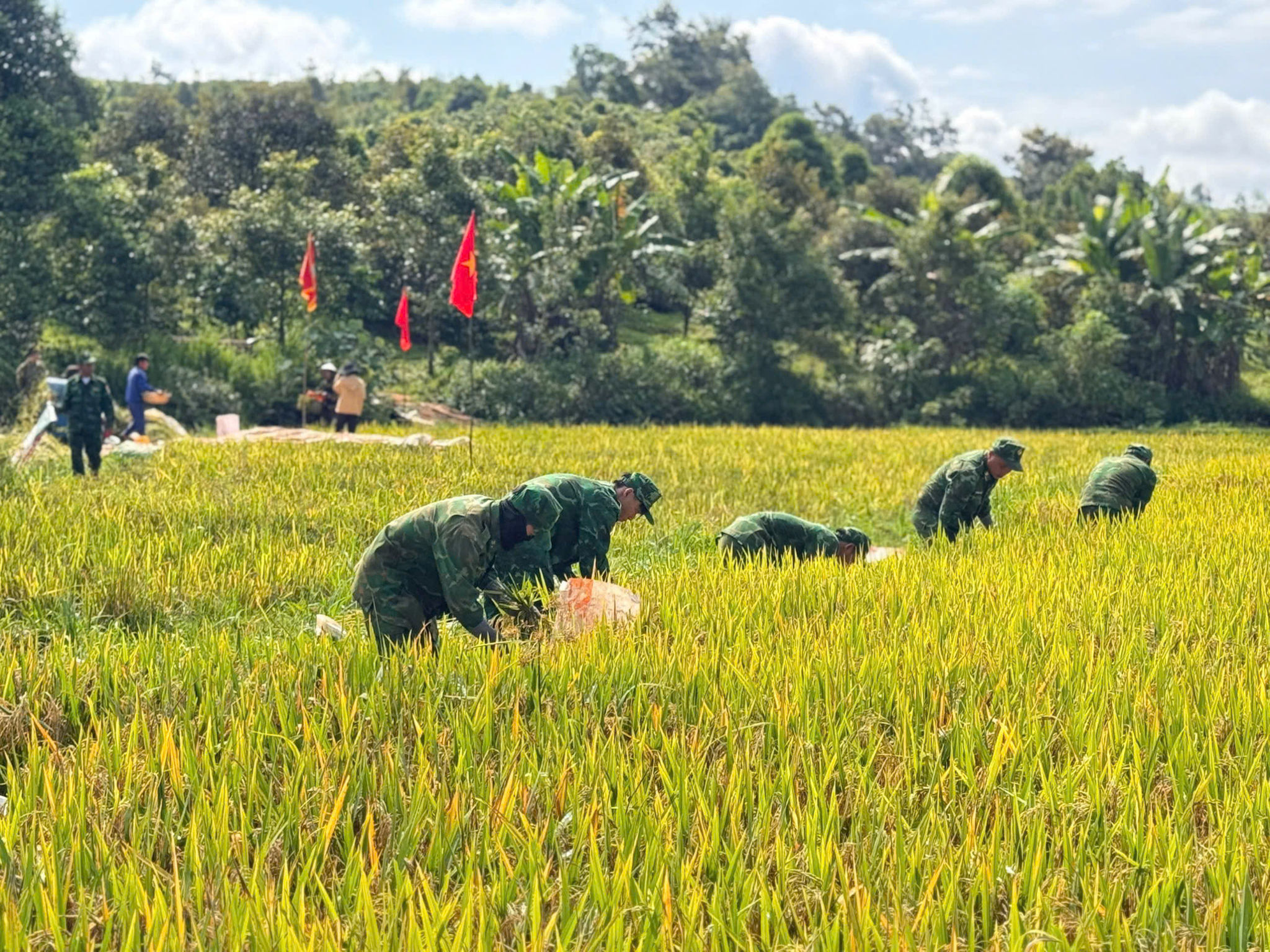 Lâm Đồng: Những mùa vàng nơi biên giới