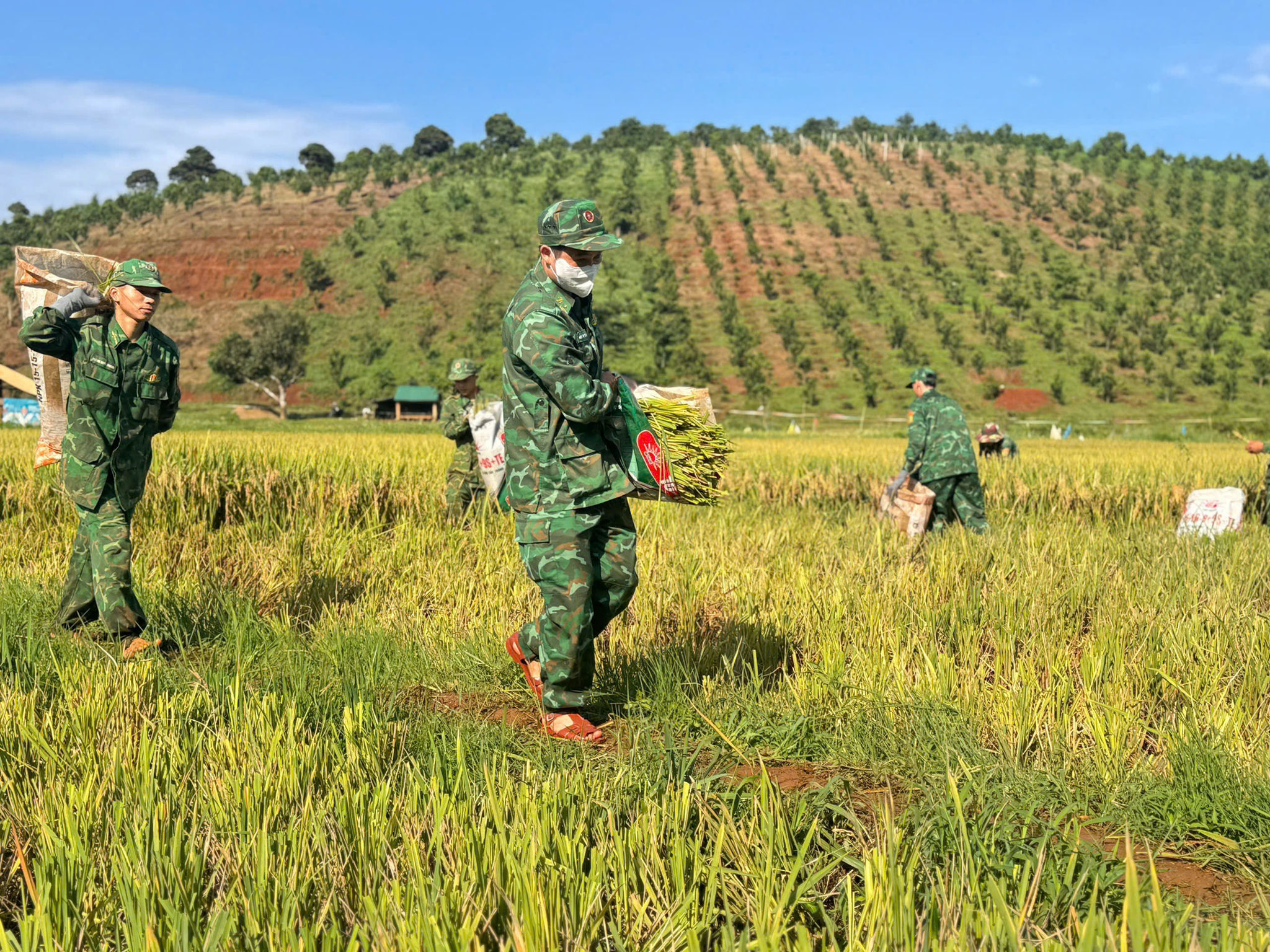 Lâm Đồng: Những mùa vàng nơi biên giới