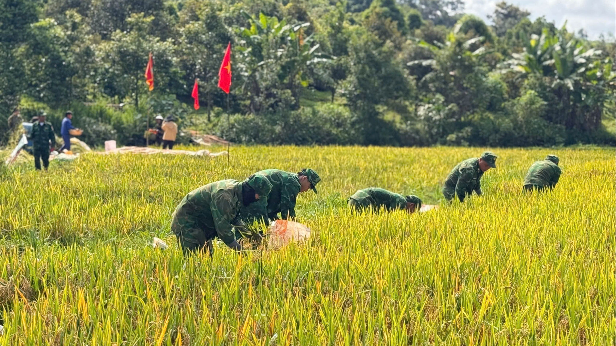 Lâm Đồng: Những mùa vàng nơi biên giới