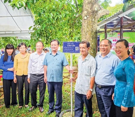 Cần Thơ: Phát huy hiệu quả vườn cây măng cụt