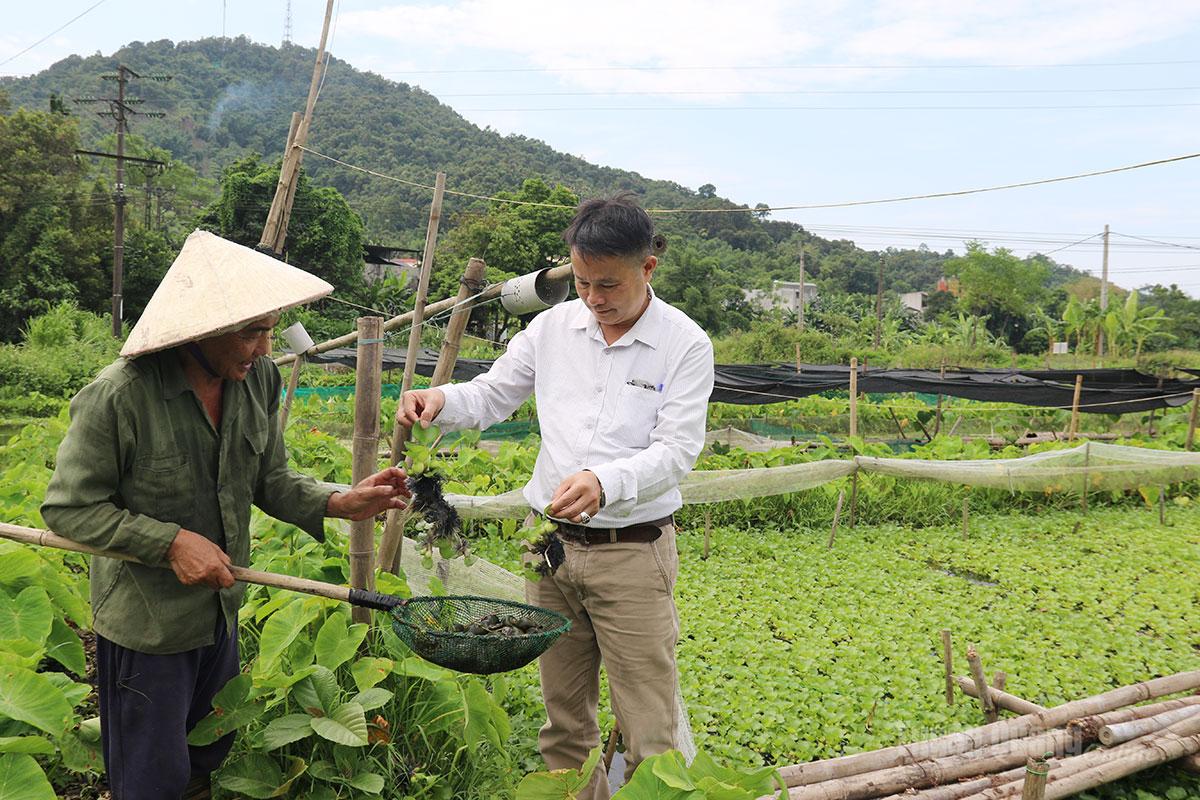 Tuyên Quang: Bắc Quang đa dạng mô hình phát triển kinh tế