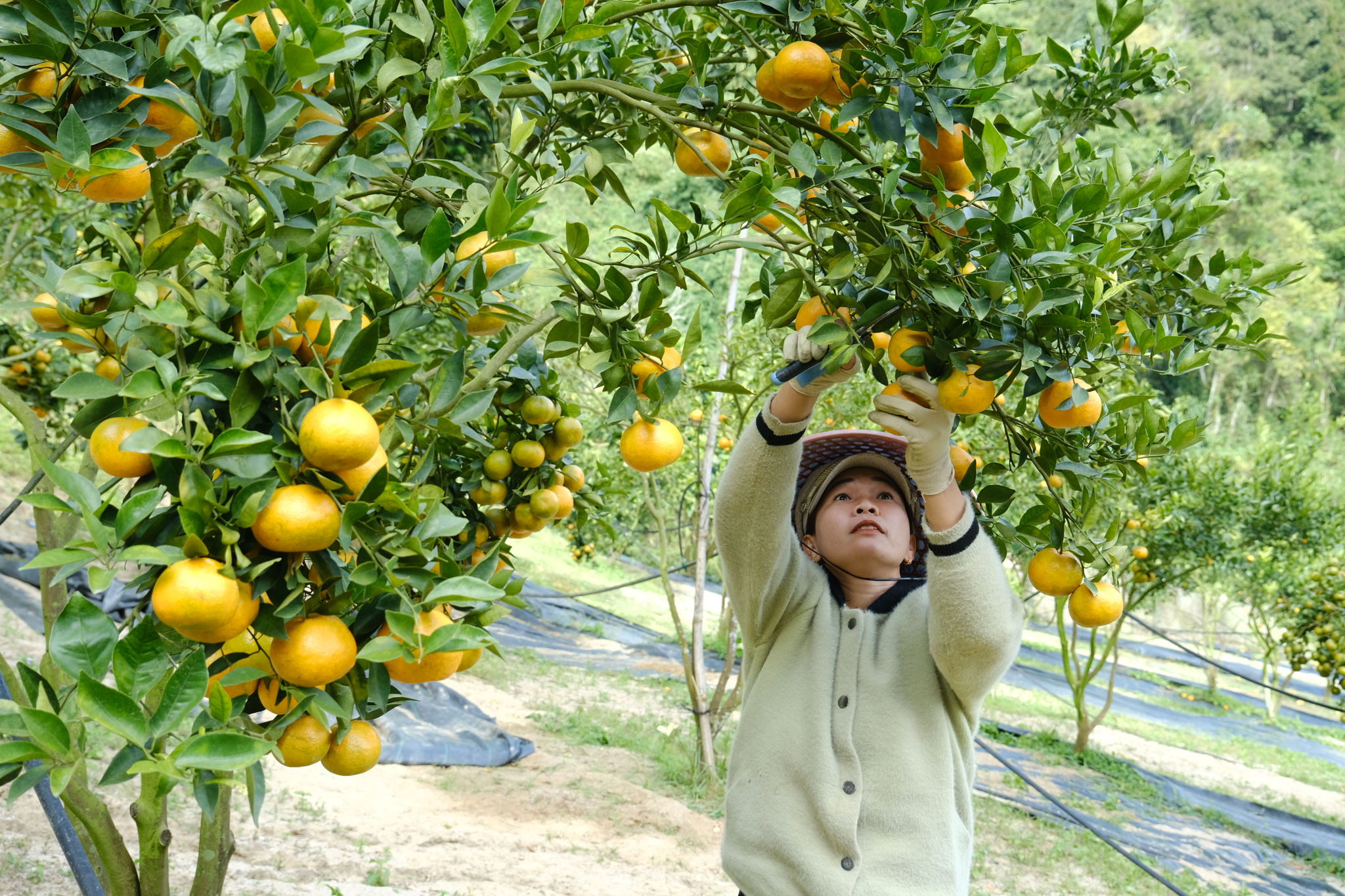 Lâm Đồng: Nông nghiệp tạo động lực cho mục tiêu tăng trưởng "2 con số"