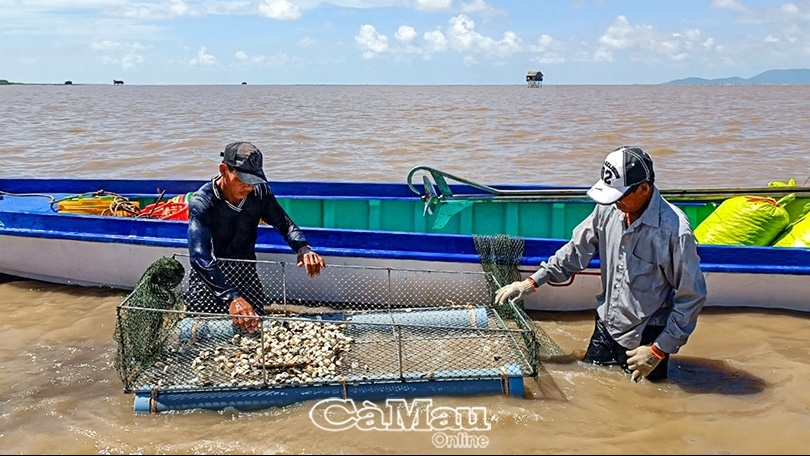 Cà Mau: Phát triển nghề nuôi hải sản trên biển - Bài 1: Đánh thức tiềm năng