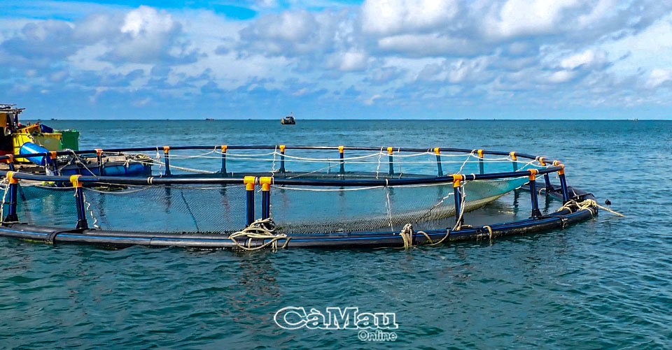 Cà Mau: Phát triển nghề nuôi hải sản trên biển - Bài cuối: Giải pháp khắc phục khó khăn, vướng mắc
