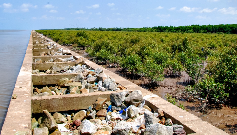 Cà Mau: Khôi phục rừng phòng hộ