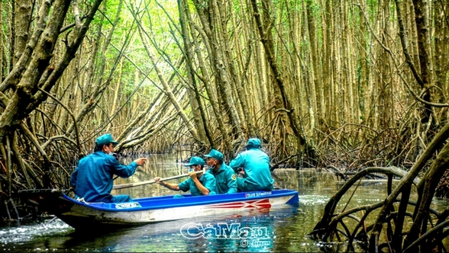 Cà Mau: Khôi phục rừng phòng hộ