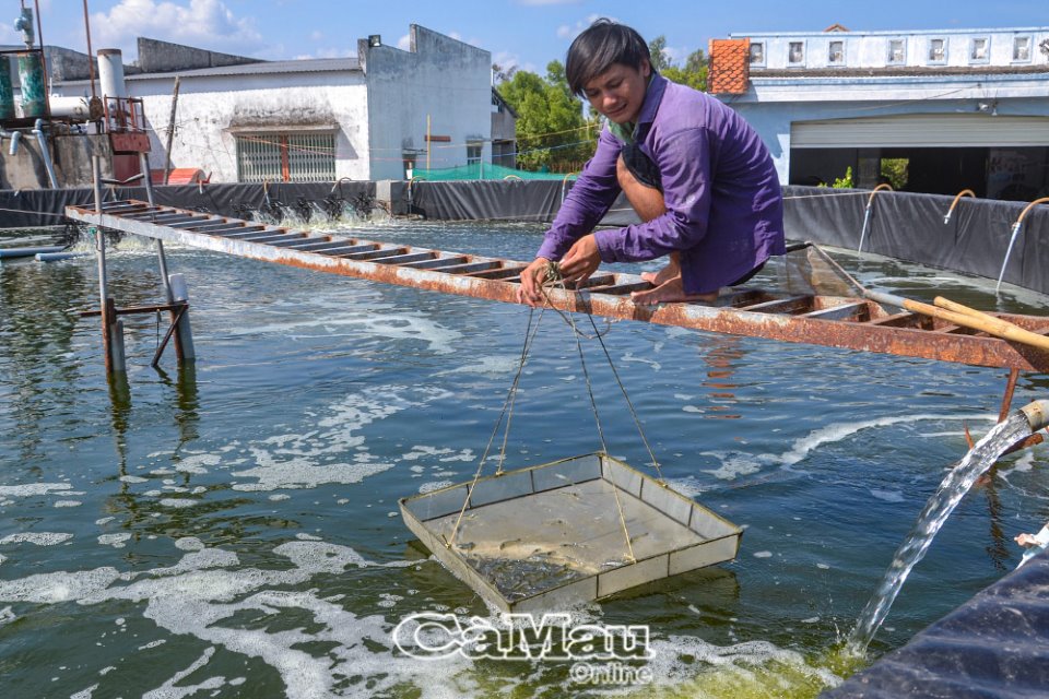 Cà Mau: Những lưu ý khi nuôi tôm trong mùa mưa