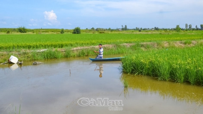 Cà Mau: Bảo vệ vụ lúa tôm và đông xuân trước El Nino