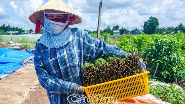 Cà Mau: Keo lai vào vụ mới