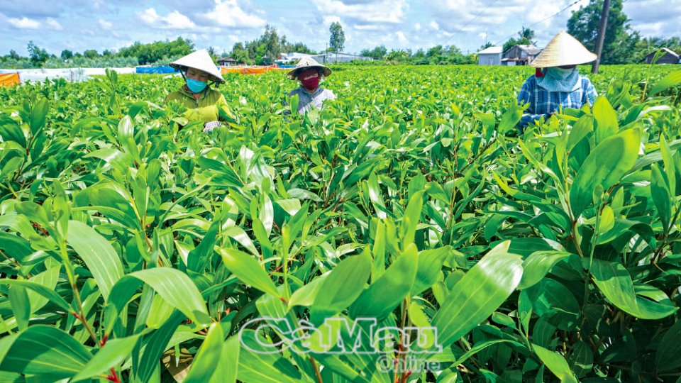 Cà Mau: Keo lai vào vụ mới