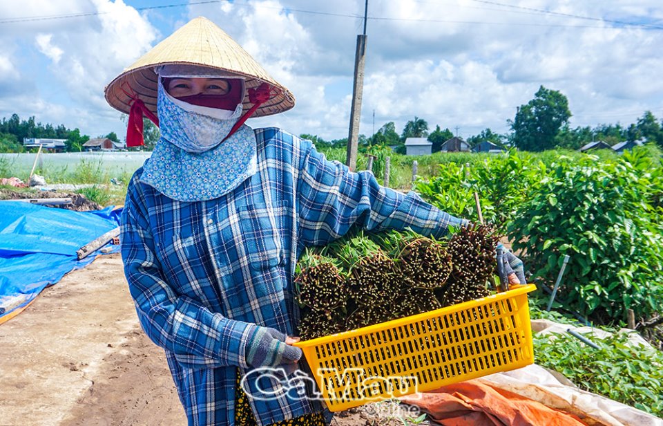 Cà Mau: Keo lai vào vụ mới