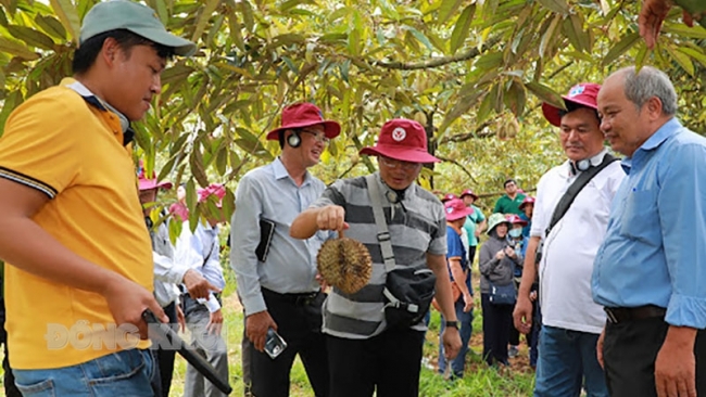 Bến Tre: Học tập kinh nghiệm sản xuất sầu riêng tại Thái Lan