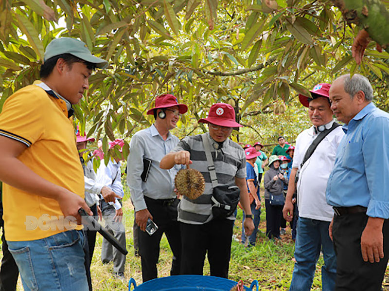 Bến Tre: Học tập kinh nghiệm sản xuất sầu riêng tại Thái Lan