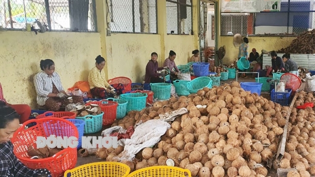 Bến Tre: Nâng cao chất lượng các vườn dừa hữu cơ