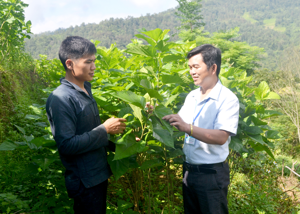 Chuyển đổi diện tích đất trồng ngô kém hiệu quả sang trồng dâu nuôi tằm giúp anh Vàng A Tờ (trái), thôn Nà Tằm, xã Nậm Ban (Mèo Vạc) nâng cao thu nhập.