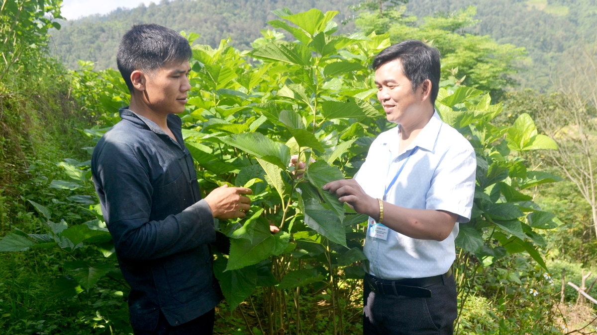 Hà Giang: Chuyển đổi hơn 240 ha đất trồng ngô kém hiệu quả sang cây trồng có giá trị kinh tế cao