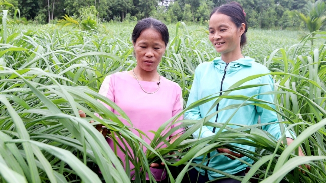 Hà Giang: Hướng đến nền nông nghiệp xanh, sạch, hiện đại ở Bắc Quang