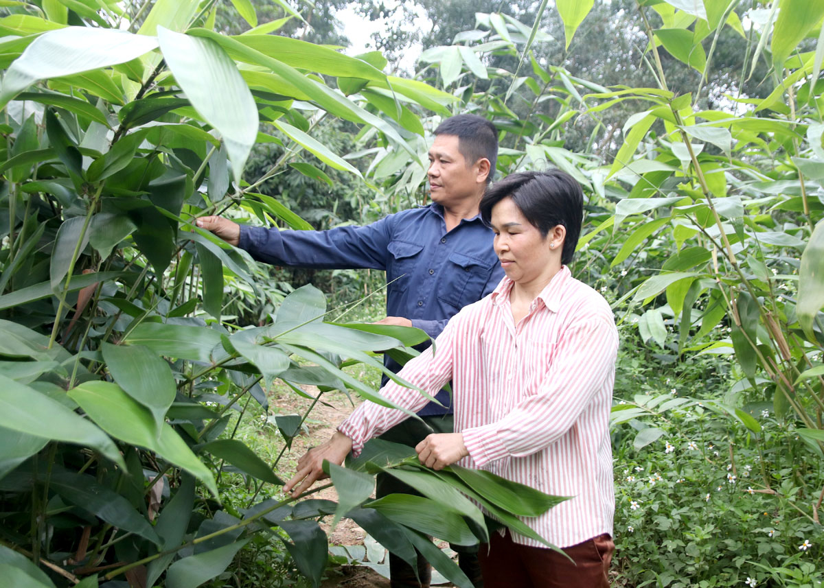 Từ nguồn vốn vay ưu đãi, gia đình anh Pảo Việt Hùng, xã Việt Vinh (Bắc Quang) trồng cây Giang cho giá trị kinh tế cao.