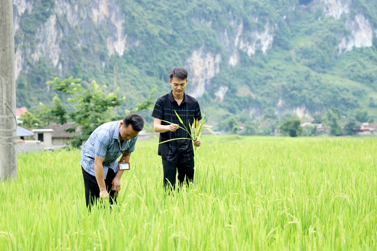 Cán bộ xã Ngọc Long (Yên Minh) kiểm tra tình hình sâu bệnh trên cây lúa.  						Ảnh: DUY TUẤN