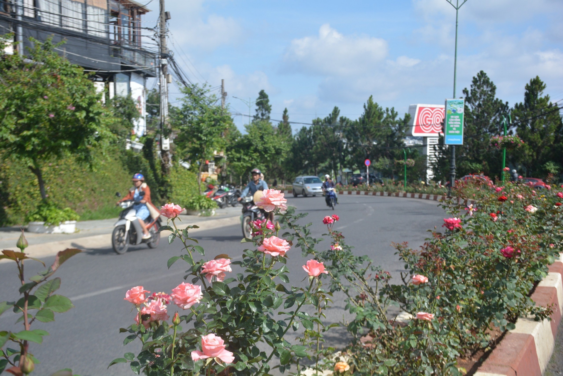 Lâm Đồng: Vẻ đẹp kiêu sa của hoa hồng trên thành phố tình yêu