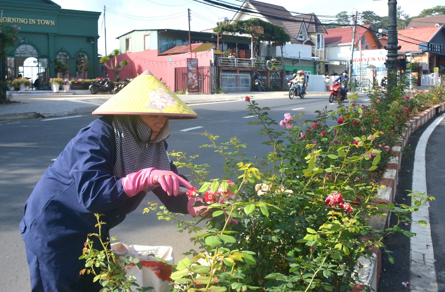 Lâm Đồng: Vẻ đẹp kiêu sa của hoa hồng trên thành phố tình yêu