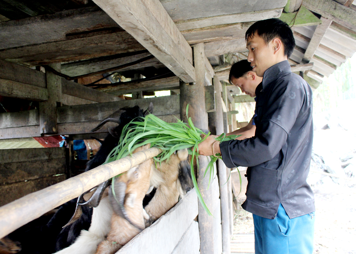 Anh Ly Mí Sính chăm sóc đàn dê của gia đình.