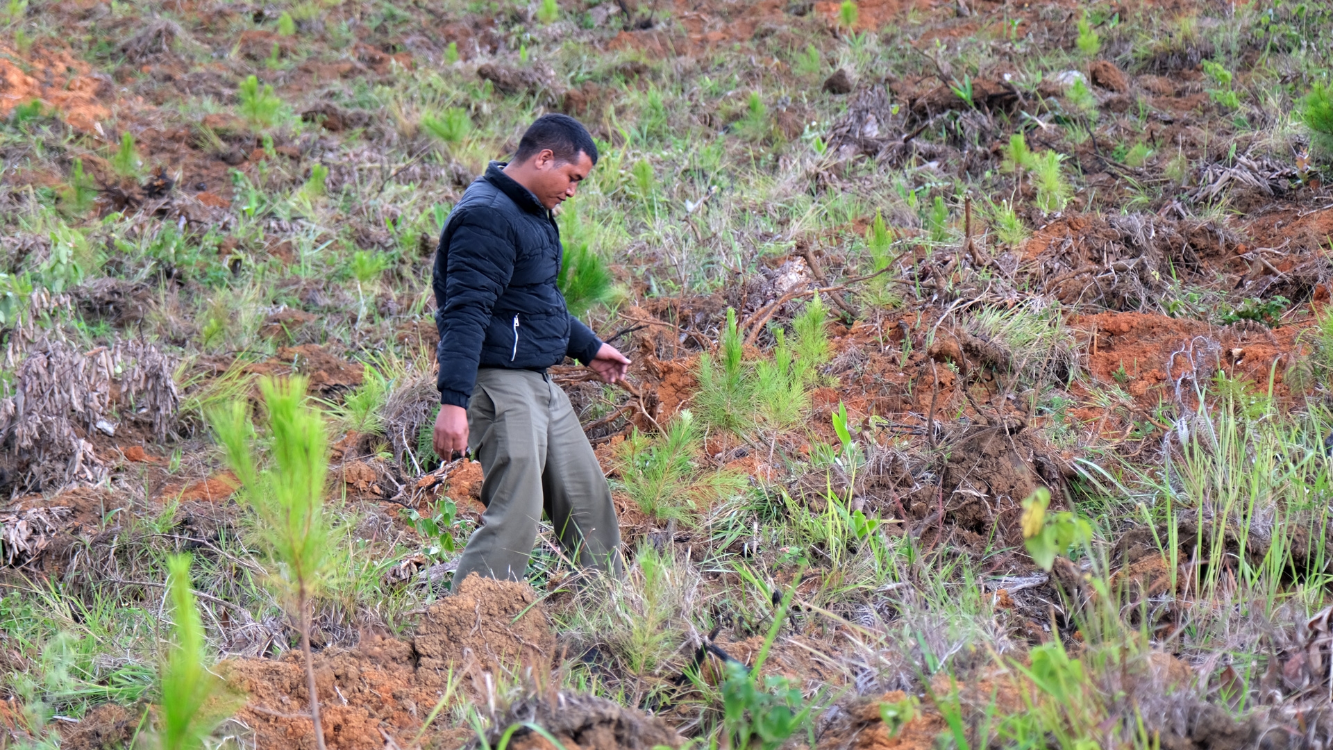 Lâm Đồng: Lạc Dương hiệu quả từ trồng rừng theo phương pháp mới
