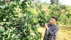 Lâm Đồng: Phát triển rau OCOP ở Vườn Nhà