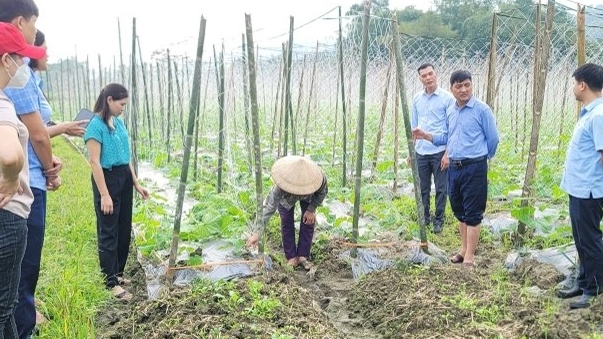 Hà Giang: Giải pháp nâng cao hiệu quả cải tạo vườn tạp ở Bắc Quang