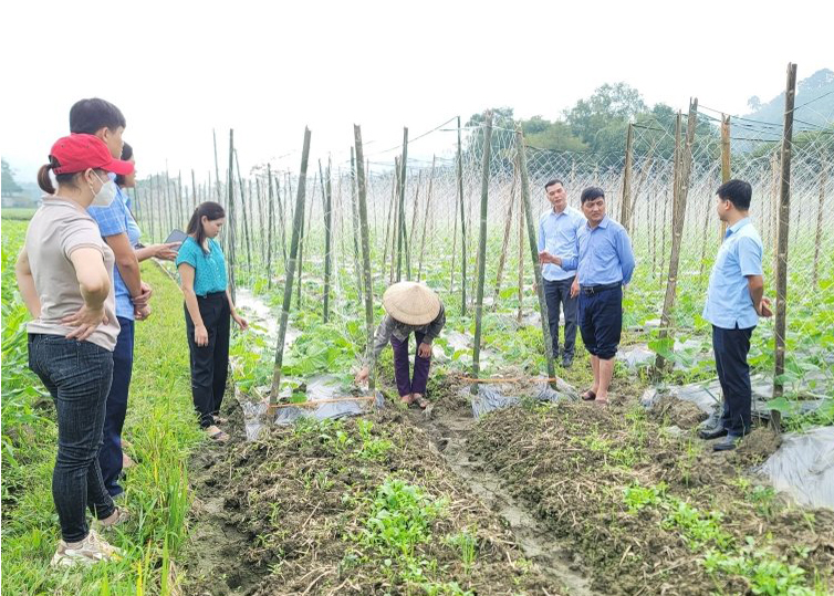 Lãnh đạo huyện Bắc Quang kiểm tra mô hình trồng dưa thương phẩm tại xã Đồng Tâm.