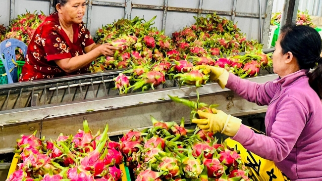 Lâm Đồng: Sản xuất thanh long VietGAP: Quyết tâm thực hiện trong thế khó